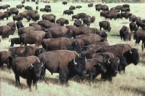 Bison (Buffalo)