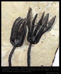 Crinoid fossils