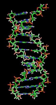 DNA schematic