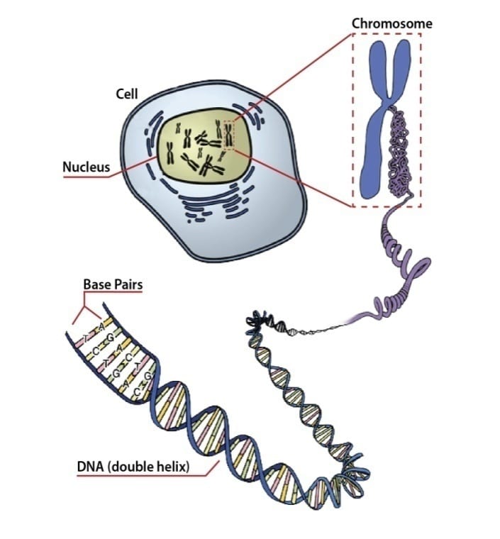 DNA and chromosomes