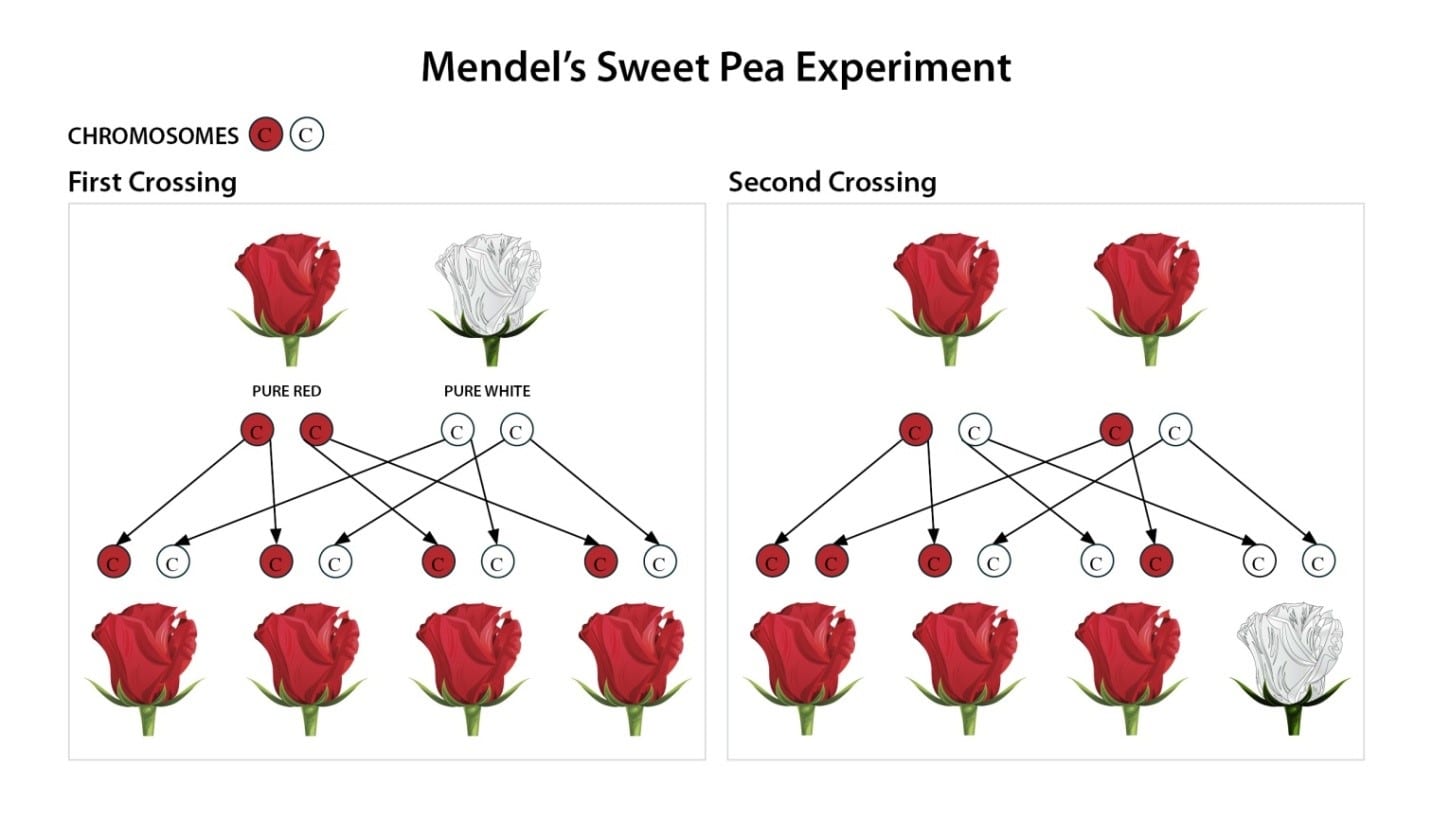 Gregor Mendel Pea Experiment Gregor Mendel Pea Experiment